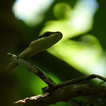 Thailand - Jungle tour in Khao Yai National Park - Thailand