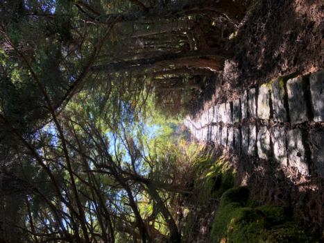 Japan - Fairytale Path Fuji San (Mount Fuji Narusawa-Mura Stage 4)
