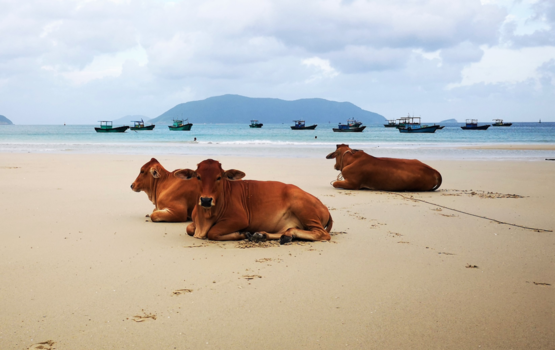 Con Dao-eilanden - Zeekoeien