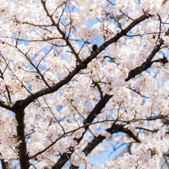 Japan - Kersenbloesem