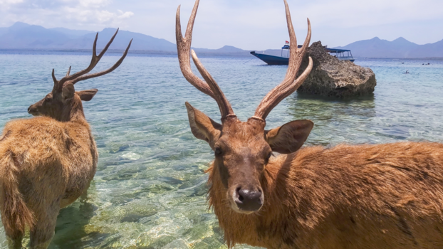 Indonesië - Deer at Menjangan