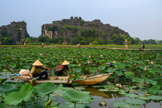 Vietnam - Waterlelies in Tam Coc