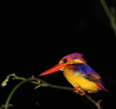 Rondreis door Maleisisch Borneo - Kingfisher