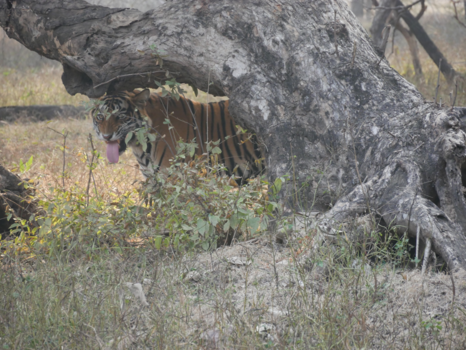 Ranthambore National Park - tijger in ranthambore national park india