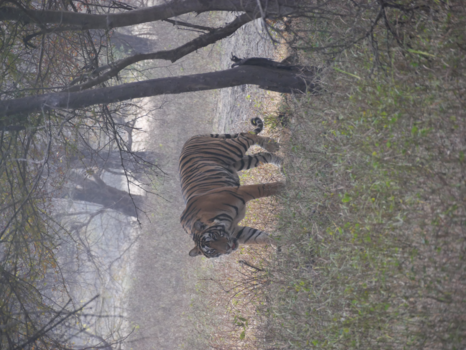 Ranthambore National Park