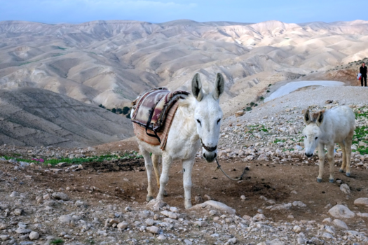 Israël - Dessert donkeys