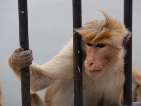 Sri Lanka - Stoer poserende aap