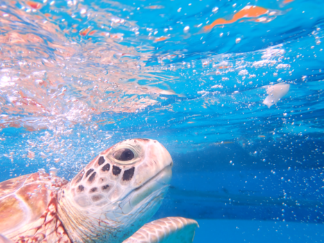 Maleisië - Turtle freedom