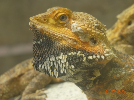 Maleisië - Monsterlijk mooi