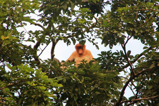 Kinabatangan rivier - Neusapen bij de Kinabatangan rivier