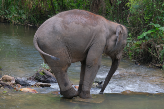 Rondreis Thailand in twee weken - In balans