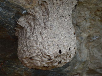 Sigiriya - Killer bees!