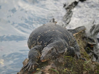 Kandy - Zonnende Watervaraan