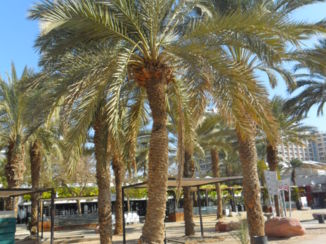 Eilat