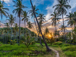 Koh Tao - Zonsondergang tussen de palmbomen