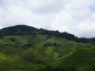 Cameron Highlands
