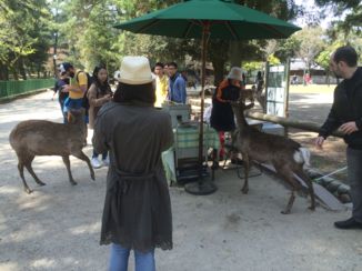 Nara - Hongerige herten in Nara