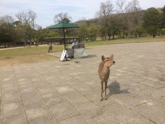 Nara - Herten in Nara