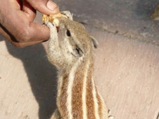 Taj Mahal - Eekhoorntje, hier gilaharee genoemd