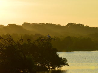 Yala National Park - Yala National Park pelikaan