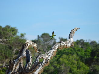 Yala National Park - Yala National Park papegaai