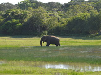 Yala National Park - Mannetjesolifant in Yala National Park