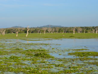 Yala National Park - Landschap Yala National Park