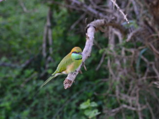 Yala National Park - Vogeltje Yala National Park