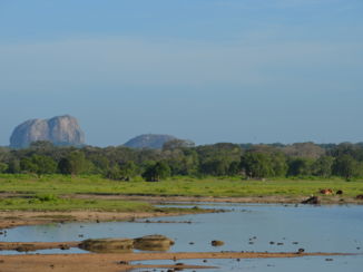 Yala National Park - Landschap met op de achtergrond "Elephant Rock"