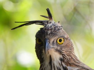 Wilpattu National Park - Hawk