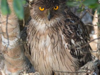 Wilpattu National Park - Owl