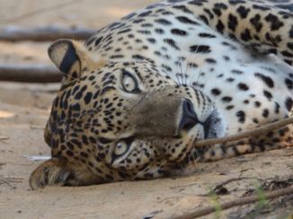 Wilpattu National Park - Leopard