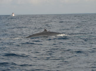 Mirissa - Walvis in de zee bij Mirissa