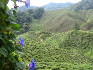 Kuala Lumpur - Cameron Highlands