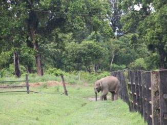 Chitwan National Park