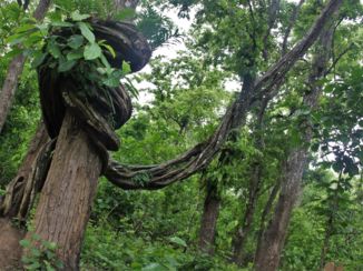 Chitwan National Park