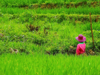 Vietnam - Sapa ricefields