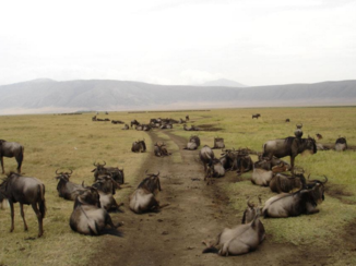 India - Wildebeast in Ngorongoro Crater