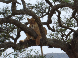 India - Relaxing lioness in Sarangeti National Park