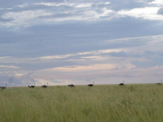 India - Ostriches at sunset
