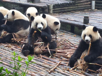 China - Panda's Chengdu