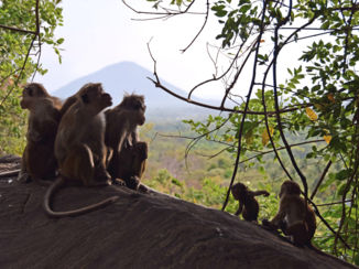 Sri Lanka - Aapjes op de weg naar Dambulla Rock