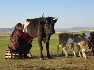 Mongolië - Koeien melken