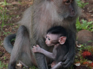 Krabi - Tiger Cave Temple