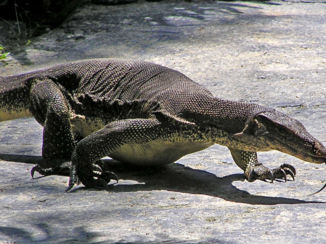 Kuala Lumpur - Giant beachlizard op Langkawi
