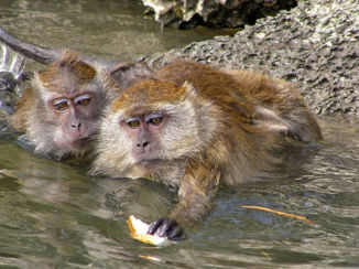 Kuala Lumpur - Zwemmende makaken