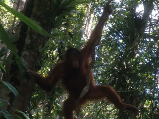 Maleisië - Orang oetang