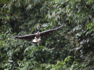 Thailand - Wildlife Chew Lan Lake