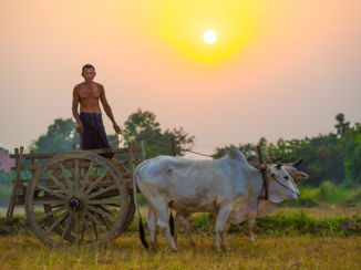 Myanmar - oogsten bij zonsondergang