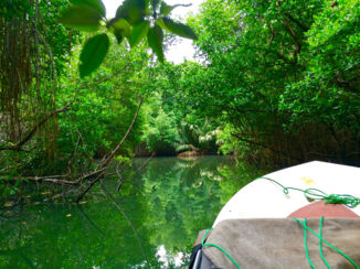 Sri Lanka - Bentota, mangrove